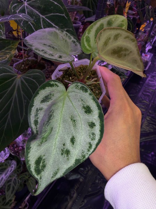 Anthurium Silver blush (full silver selected #1)