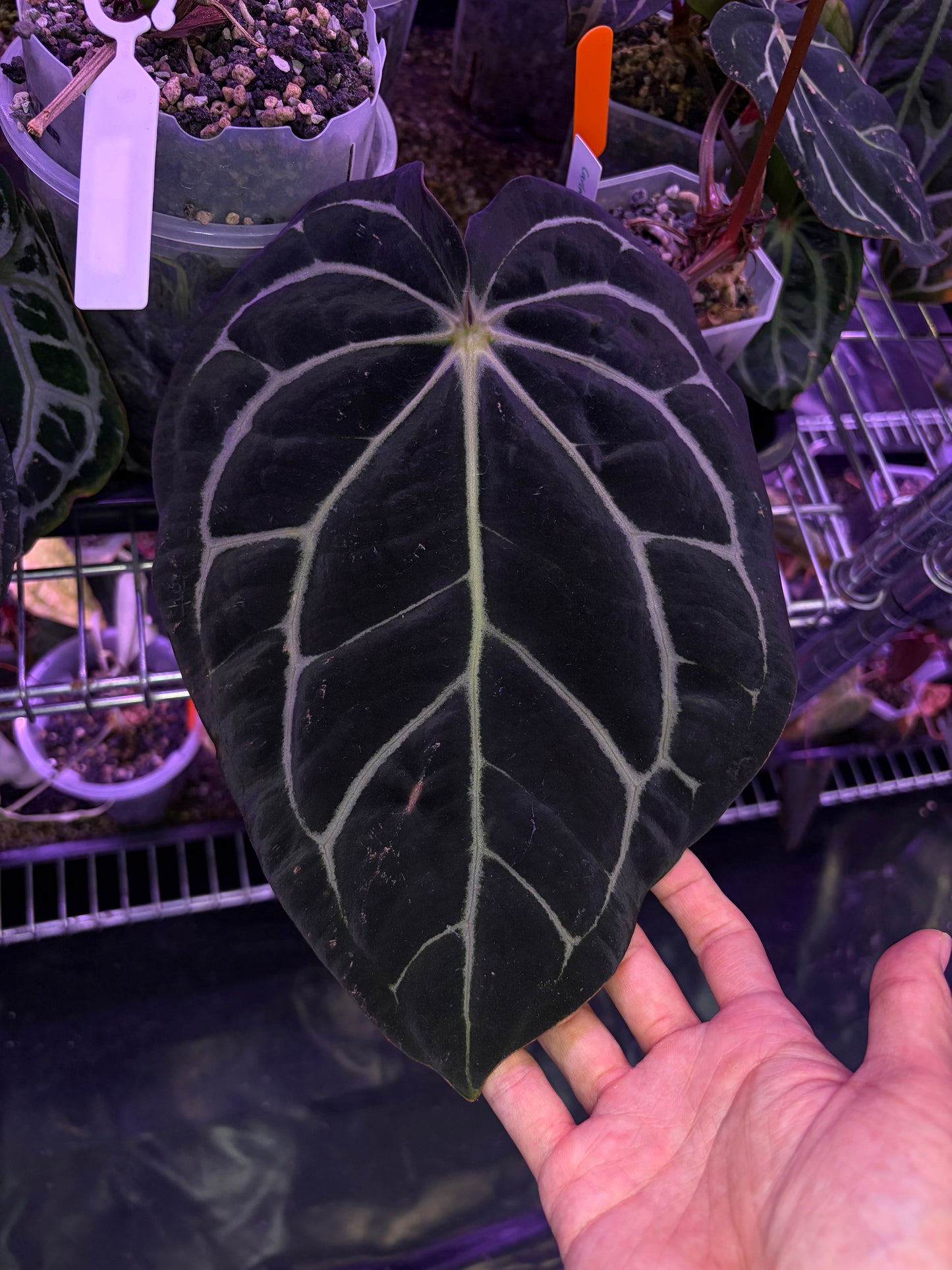 Anthurium carlablackiae OG4 × RA5