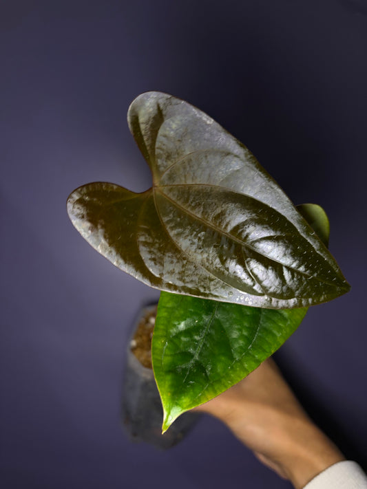 Anthurium Sp Napo × ‘Red Vein Dark Phoenix (RVDP)’