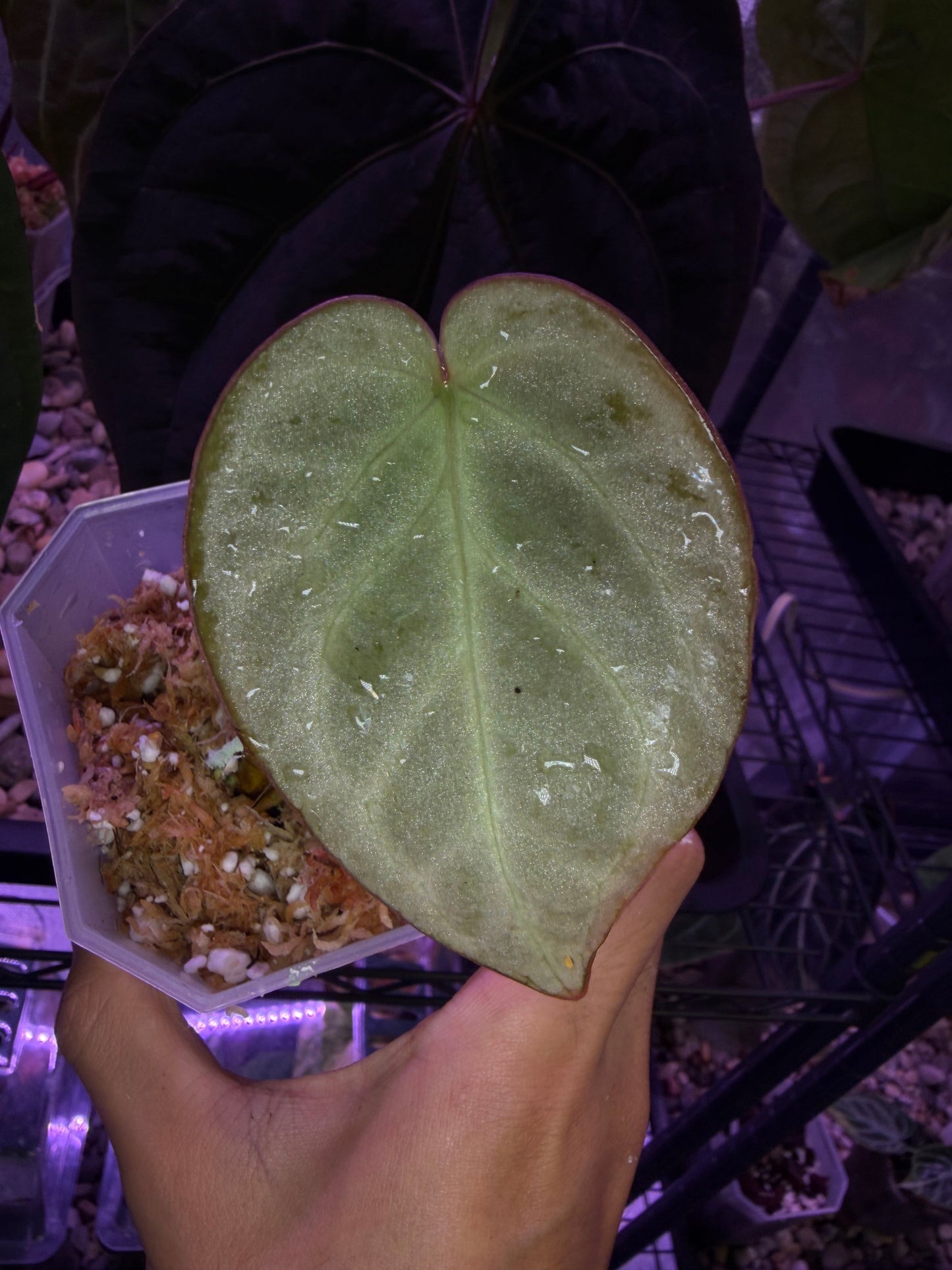 Anthurium Silver blush (full silver selected #2)