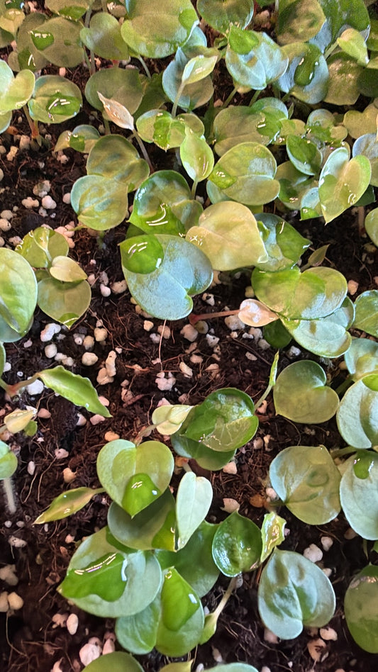 Seedling: 'Silver boogie' × 'Michelle'