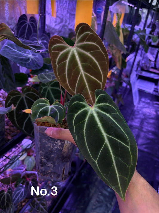 Anthurium besseae aff.