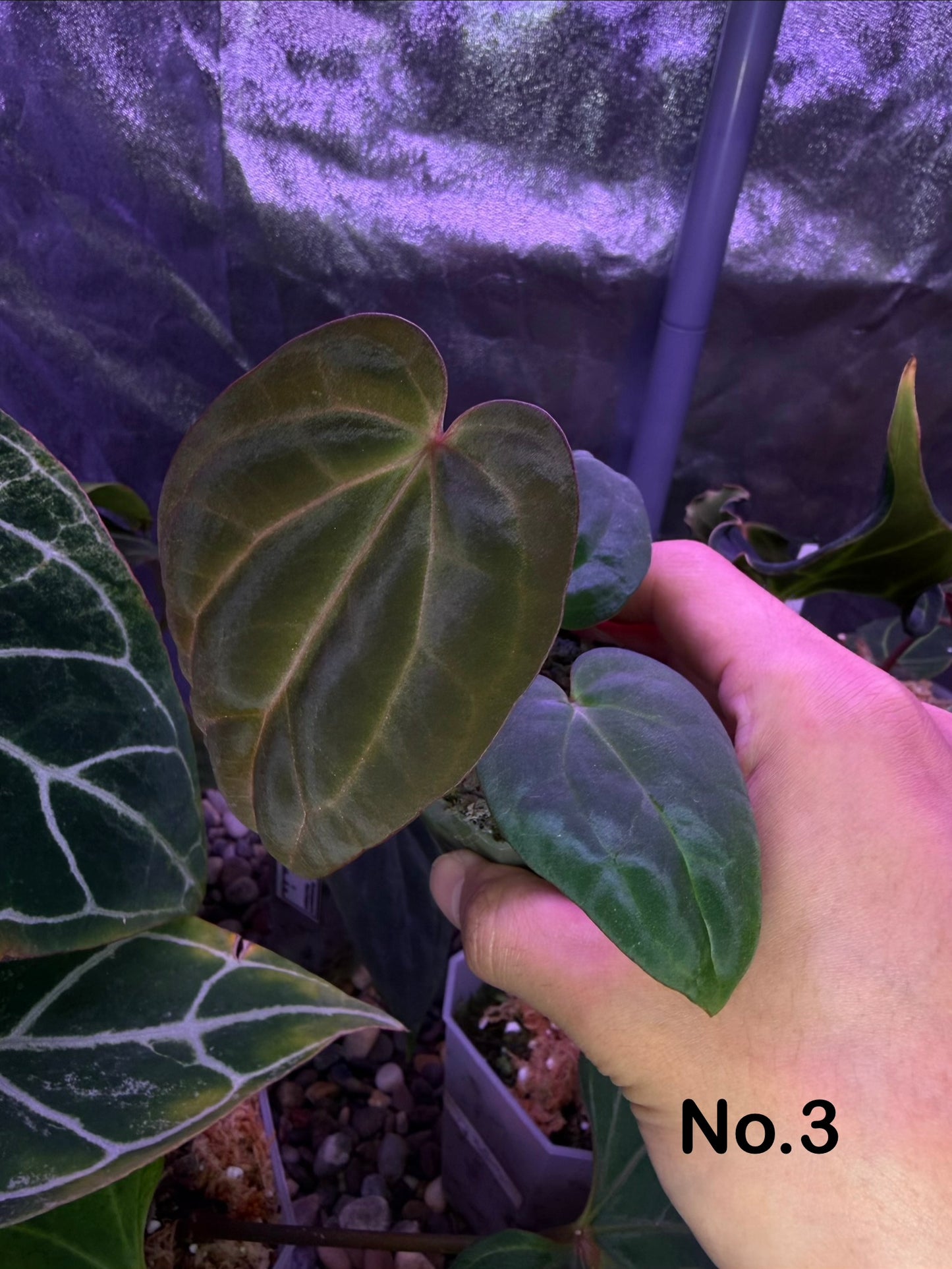 Anthurium Carlablackiae RA13 × BVEP OG1