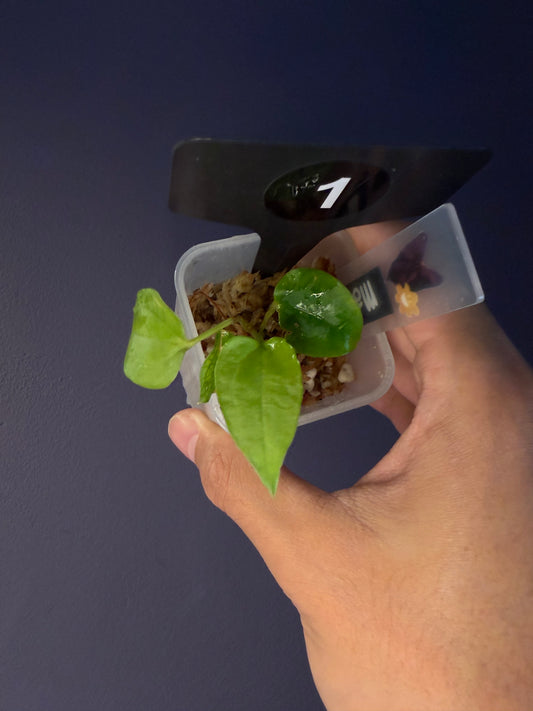 Anthurium subsignatum velvet × papillilaminum ‘Ralph Lynam’