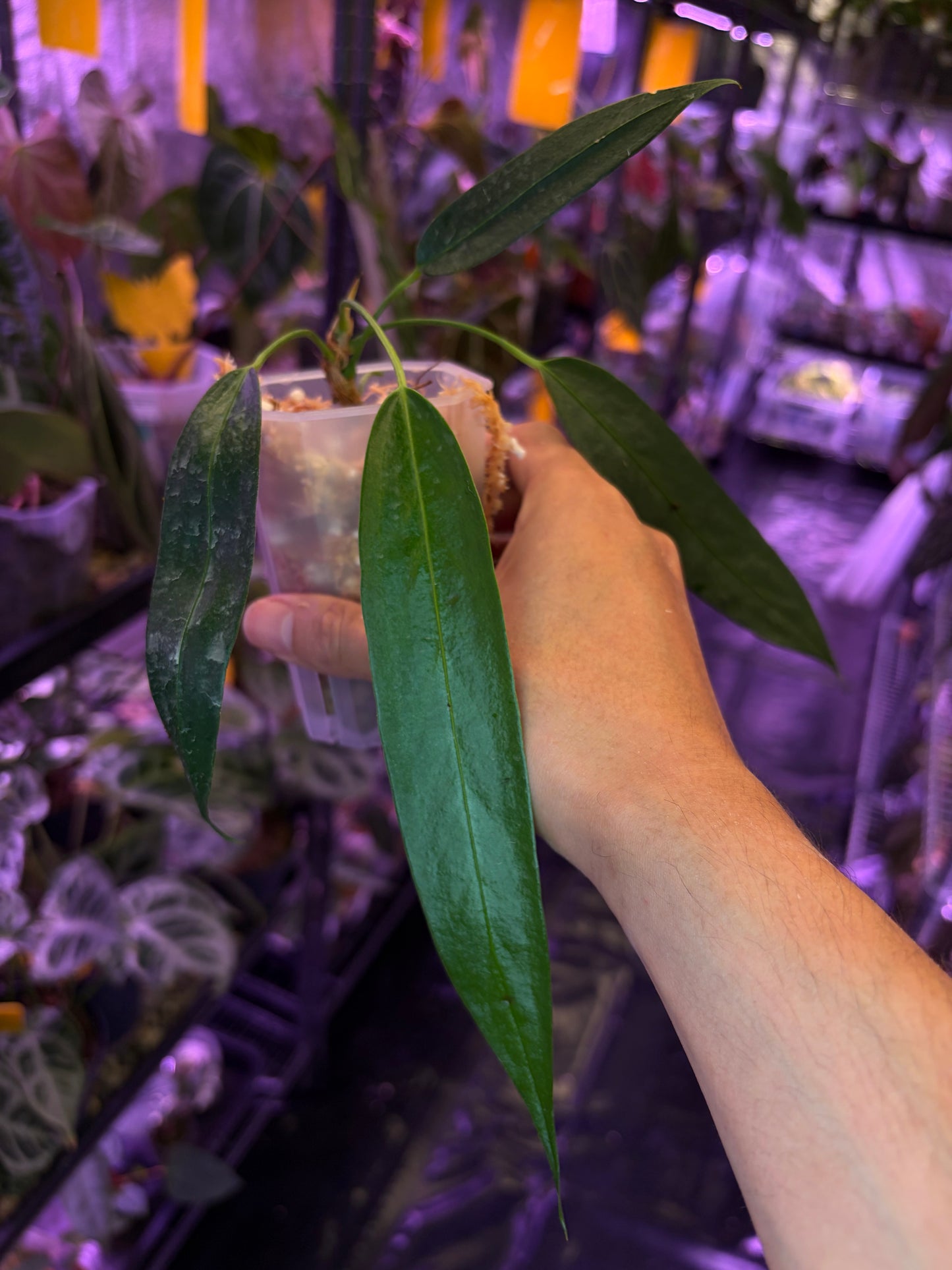 Anthurium Wendlingeri