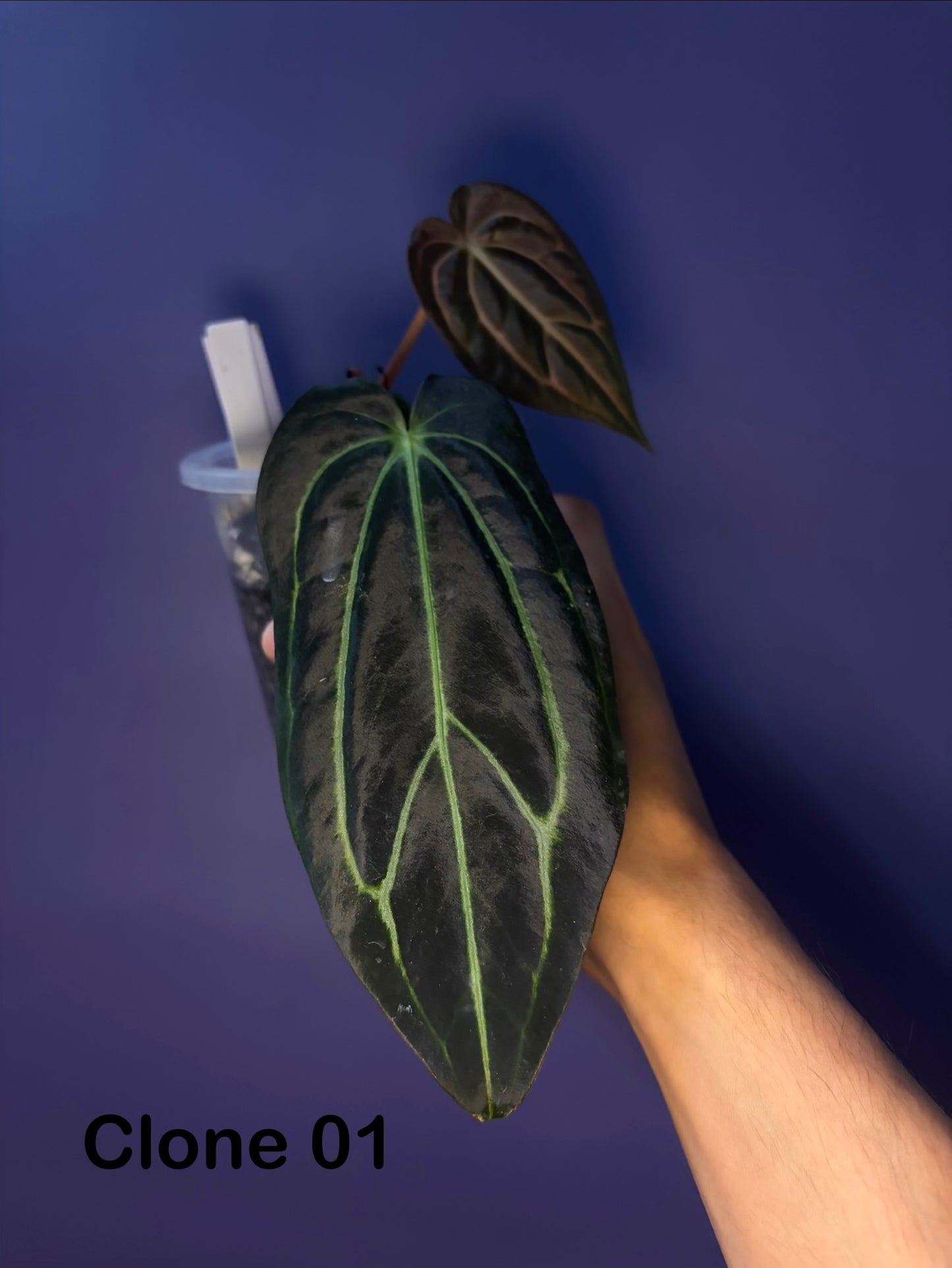 Anthurium carlablackiae (selected)