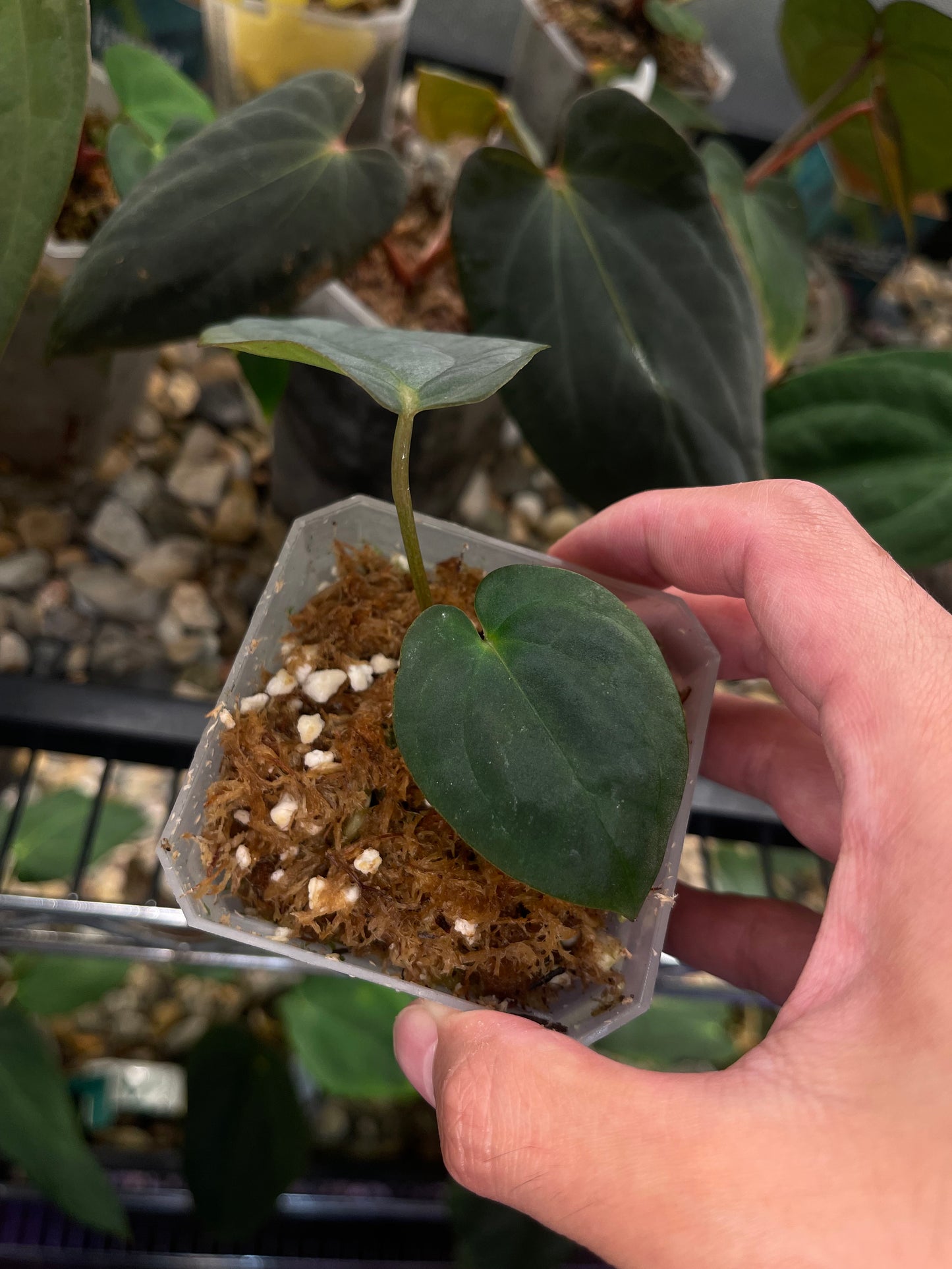 Anthurium Antolakii/BVEP Round × RA1