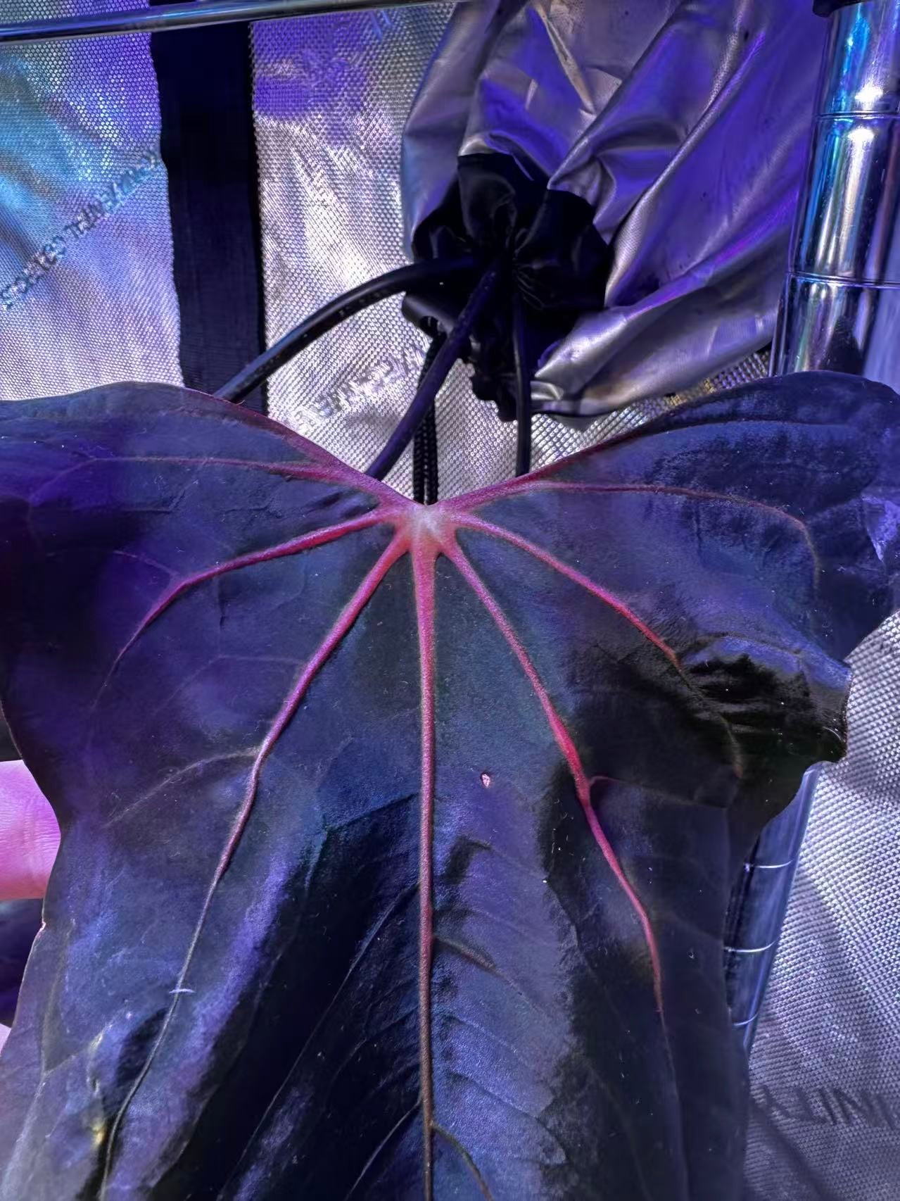 Anthurium papilliaminum 'Ralph Lynam' OG clone