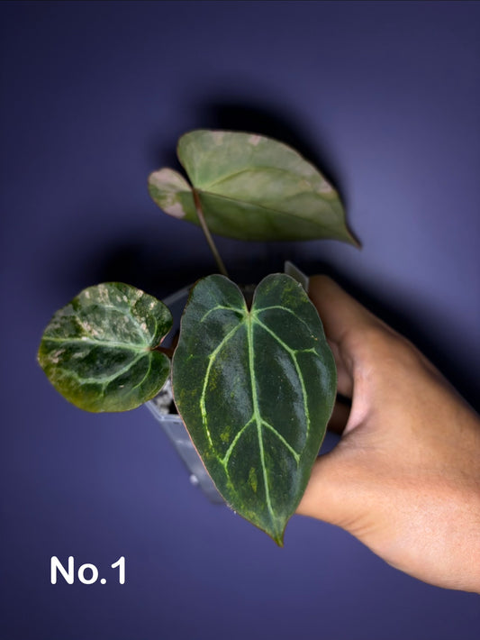 Anthurium forgetii ‘Australia’ var. × ‘Carlablackiae’