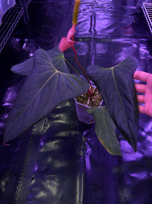 Anthurium ‘Black war’ (‘Black Sweet’ × Warocqueanum) - mother plant