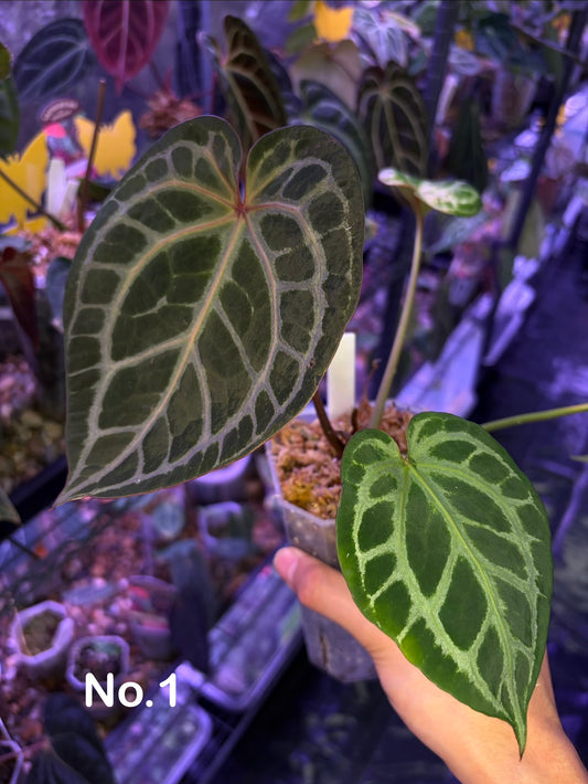 DocBlock Crystallinum® '8' x Red Crystal® '12