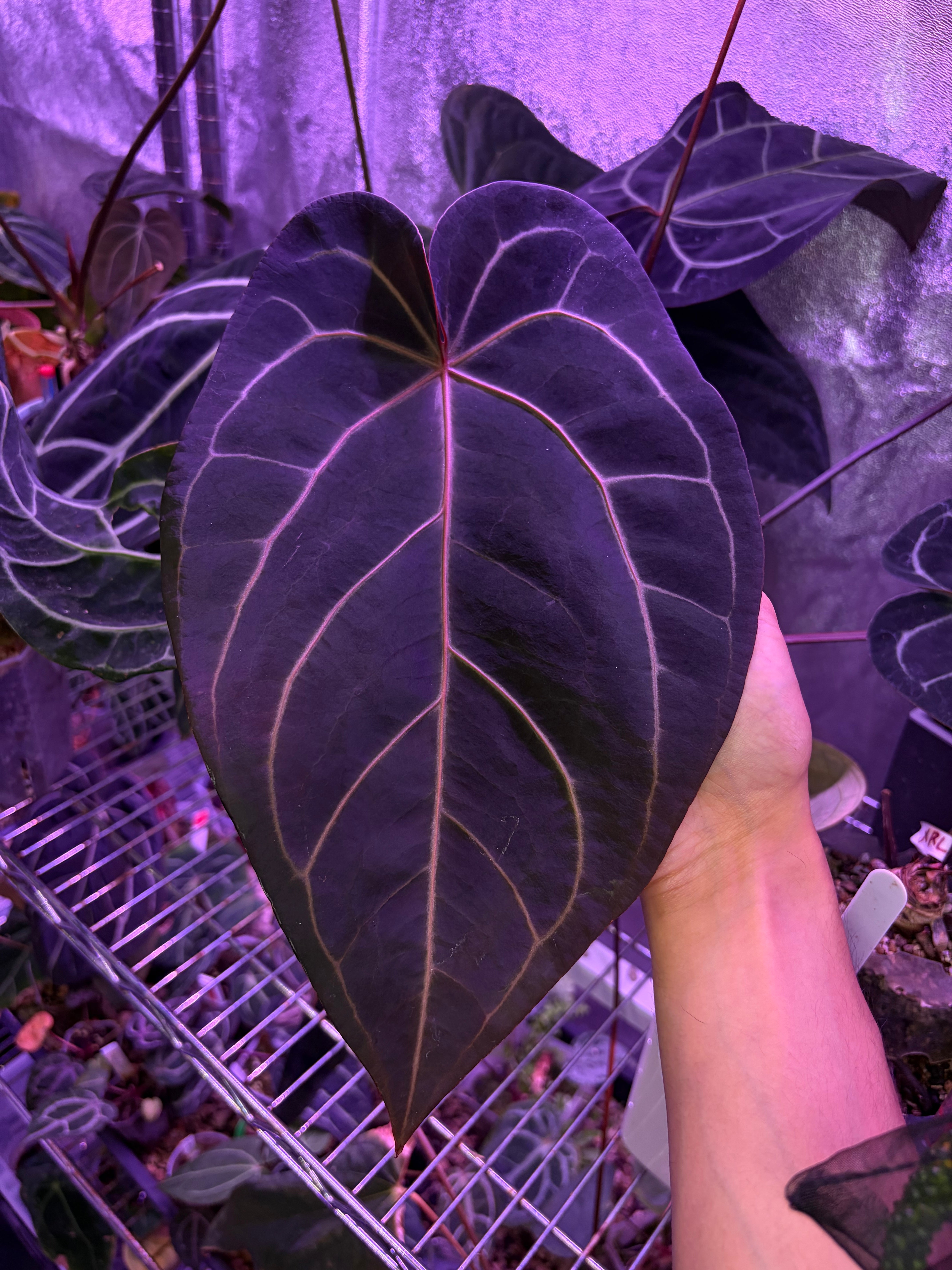 Anthurium 'Zara' 29 × ('Michelle' × 'Zara') 28 – Secret Foliage