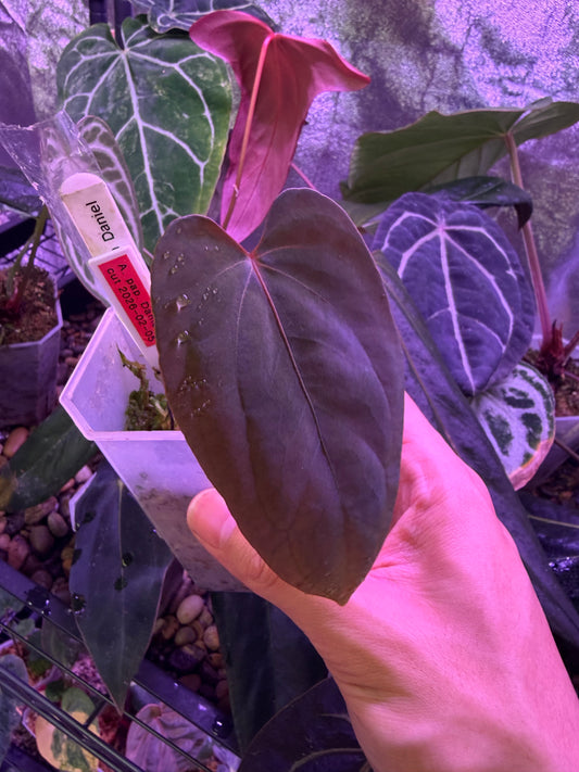 Anthurium papillilaminum ‘Daniel’ - clone