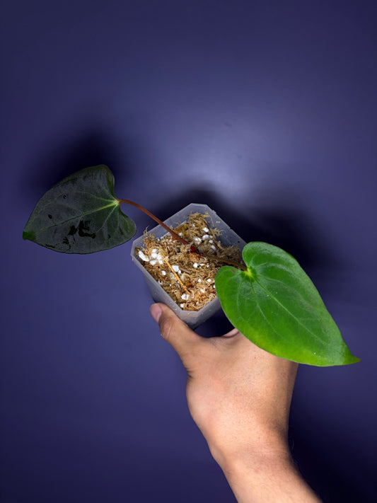 Anthurium papillilaminum ‘Vanderbilt’ - clone