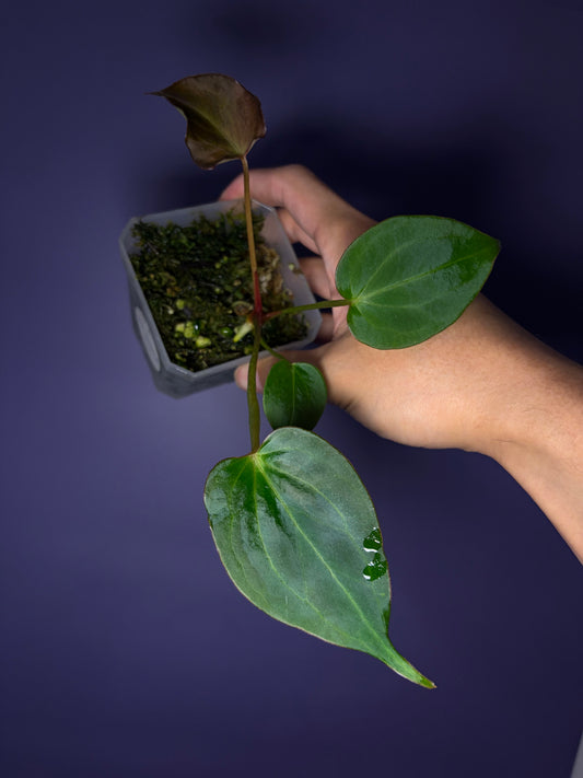 Anthurium King of Spades (KOS)/HU mutated