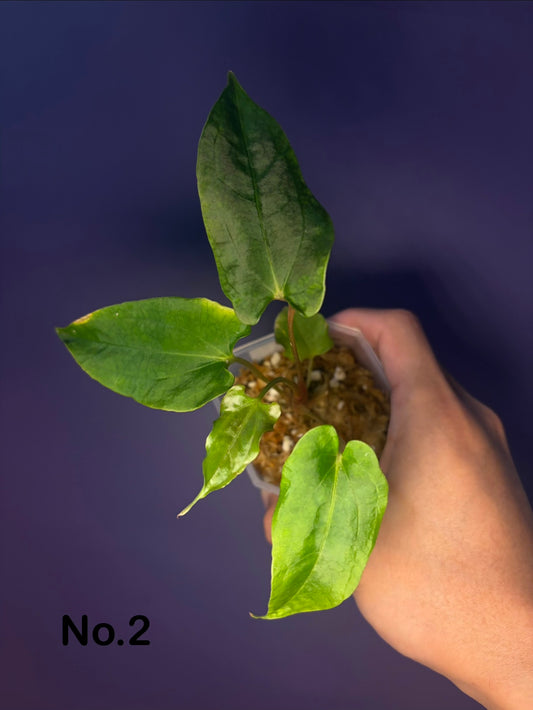 Anthurium papillilaminum ‘Ralph Lynam’ S1