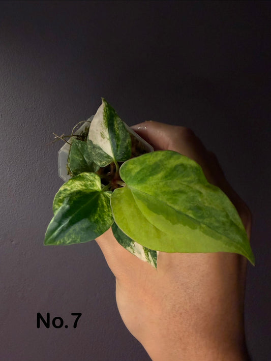 Anthurium forgetii ‘Australia’ var. × ‘Ace of Spades’ (dark form)