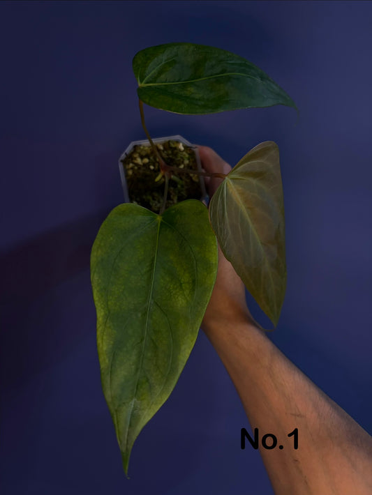 Anthurium portillae ‘NSE’ × ‘Indo portillae’