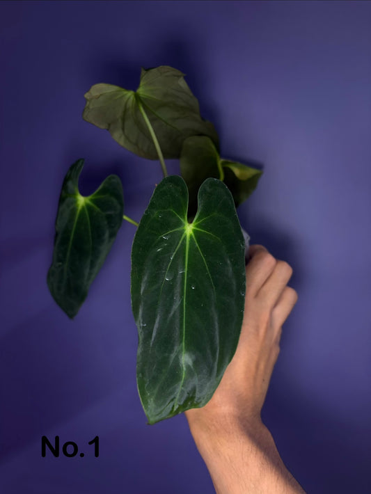 Anthurium Papillilaminum (‘Daniel’ × ‘Marie’)