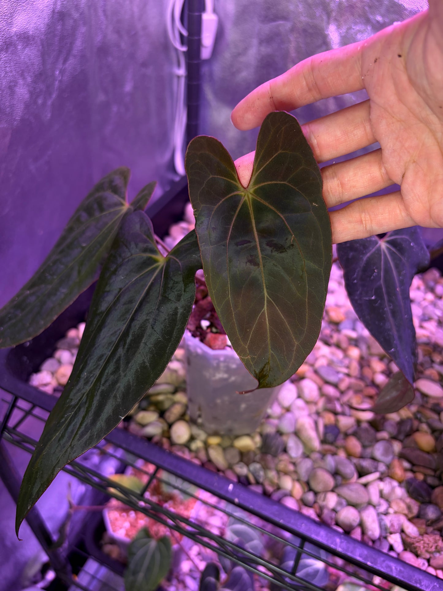 Anthurium Papillilaminum (‘X-one’ × ‘Hulk Naomi’)