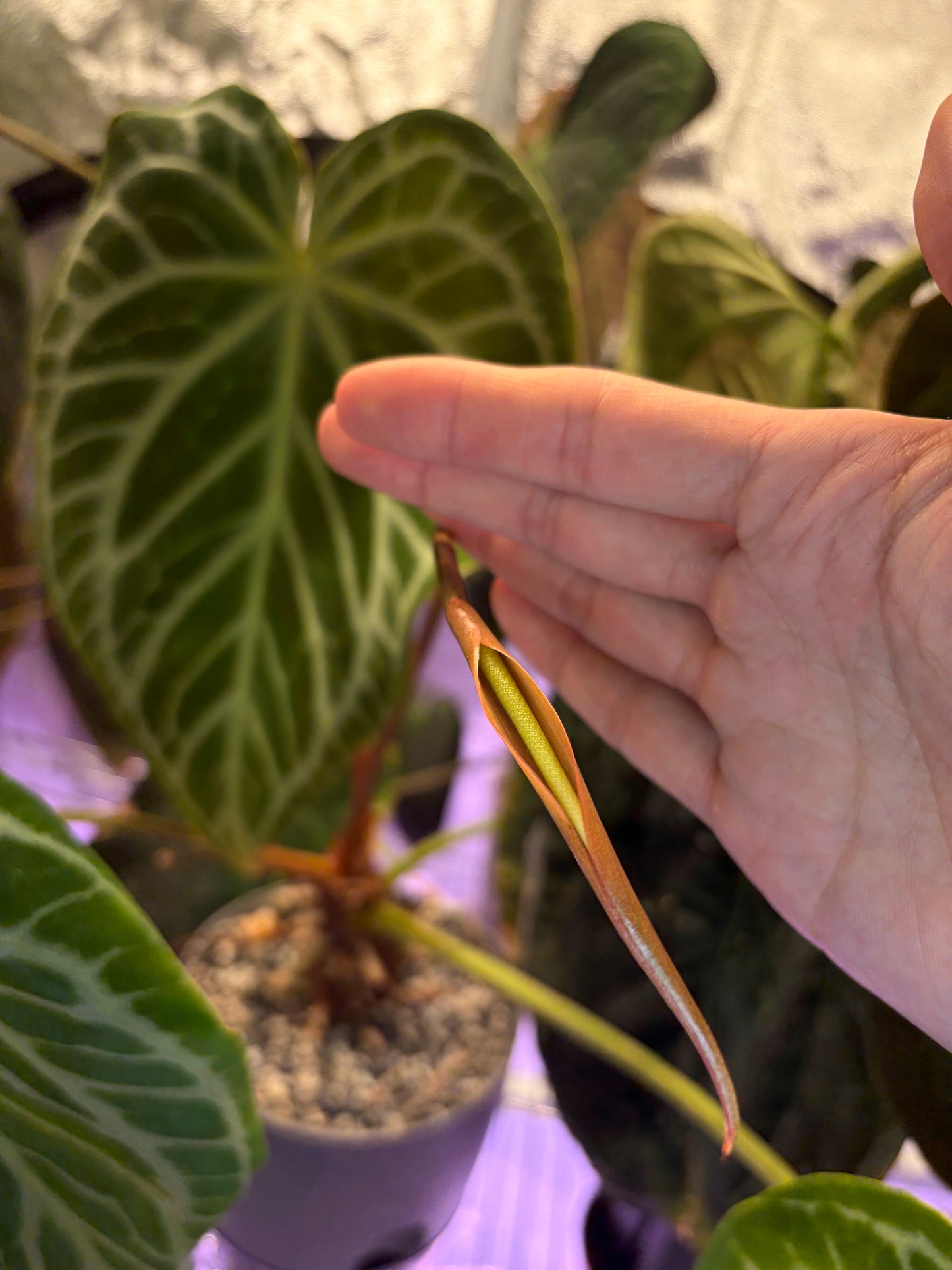 Anthurium Silver Tiger x Wonderboy A