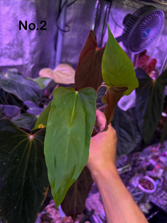 Anthurium subsignatum velvet × papillilaminum ‘Ralph Lynam’ OG