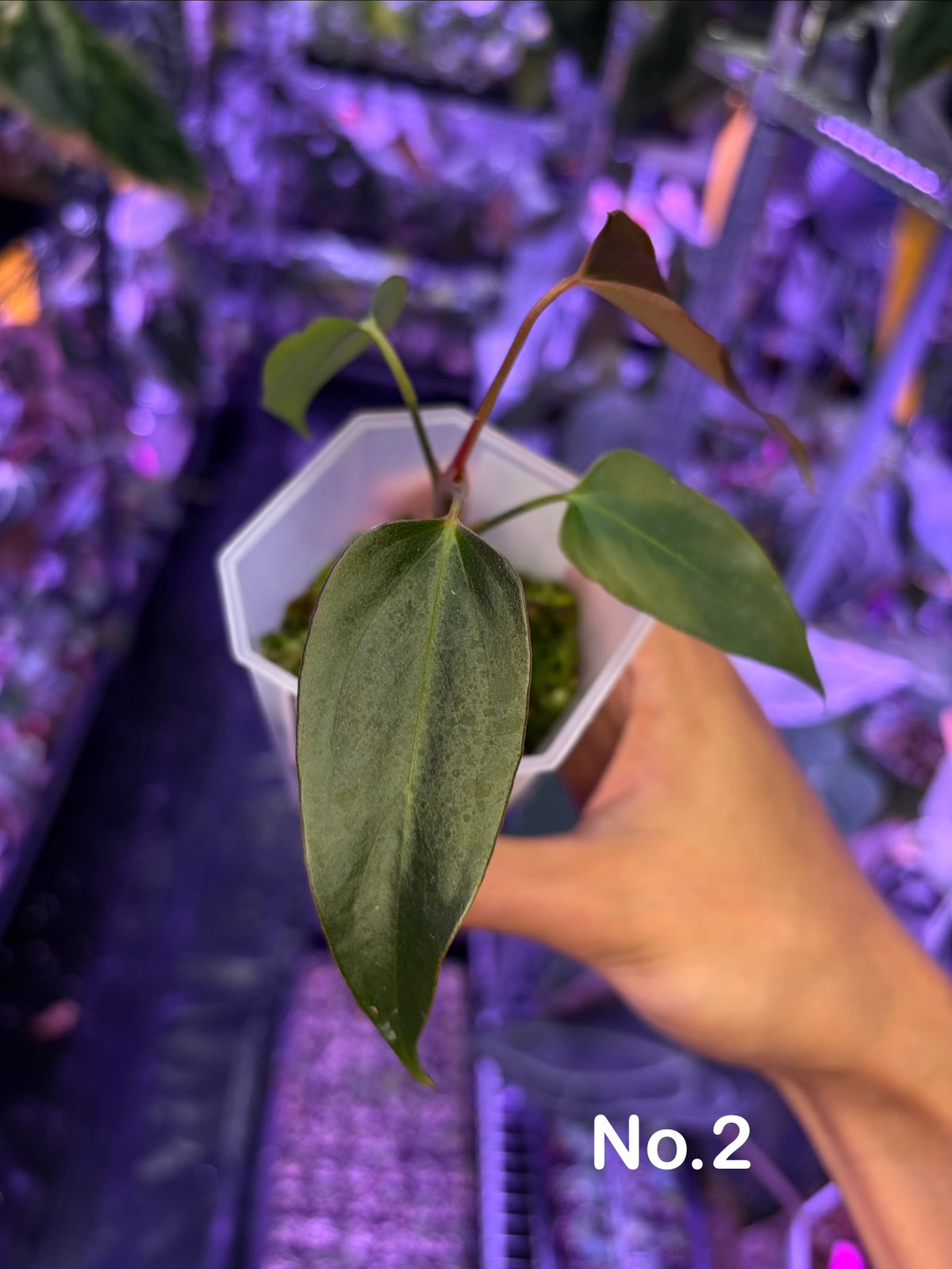 Anthurium ‘Black Sweet’ SF2