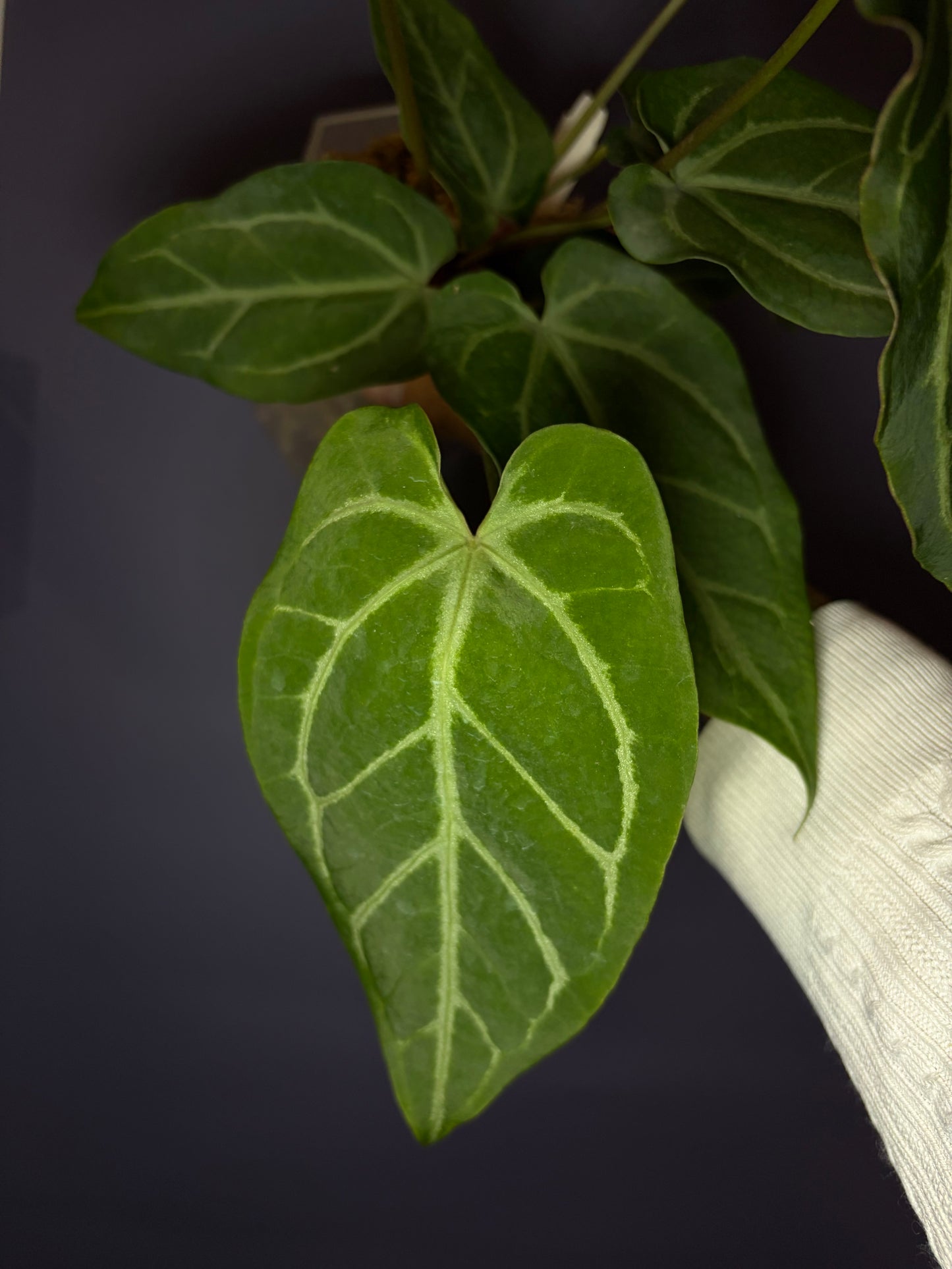 Anthurium Magnificum × (‘Zara’ × ‘Michelle’)