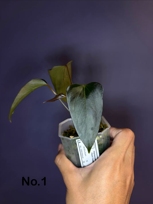 Anthurium ‘Black Sweet’ SF2