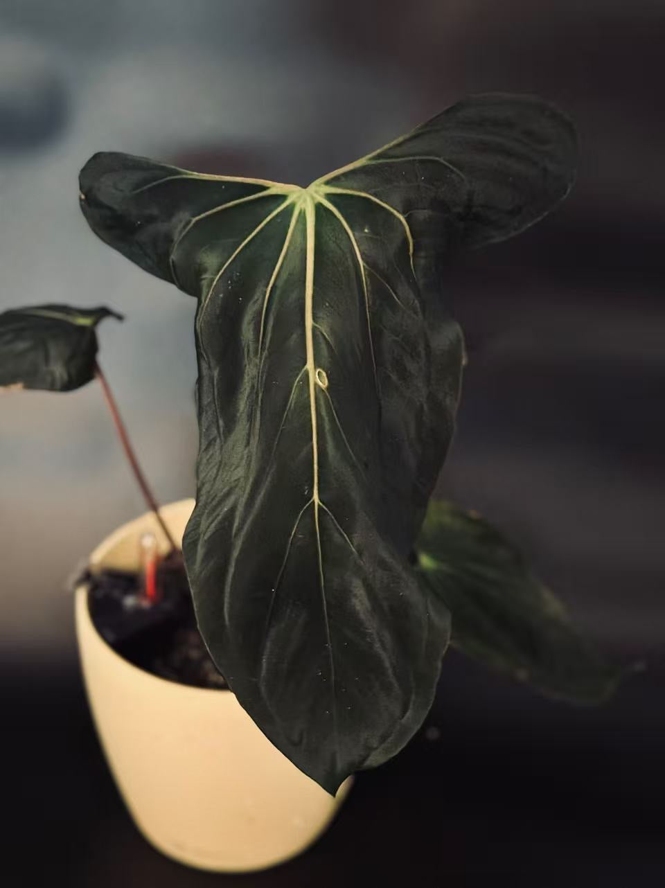 Anthurium papilliaminum 'Vanderbilt' clone
