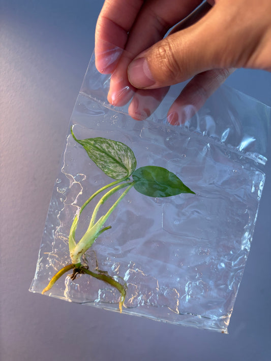 Monstera Devil - TC
