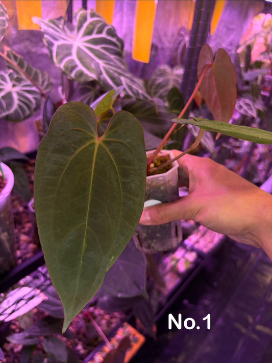 Anthurium dressleri RG × ‘Red Vein Dark Phoenix (RVDP)’