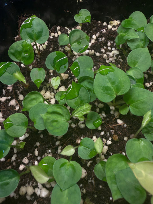 Seedling: 'Silver boogie' × 'Michelle'