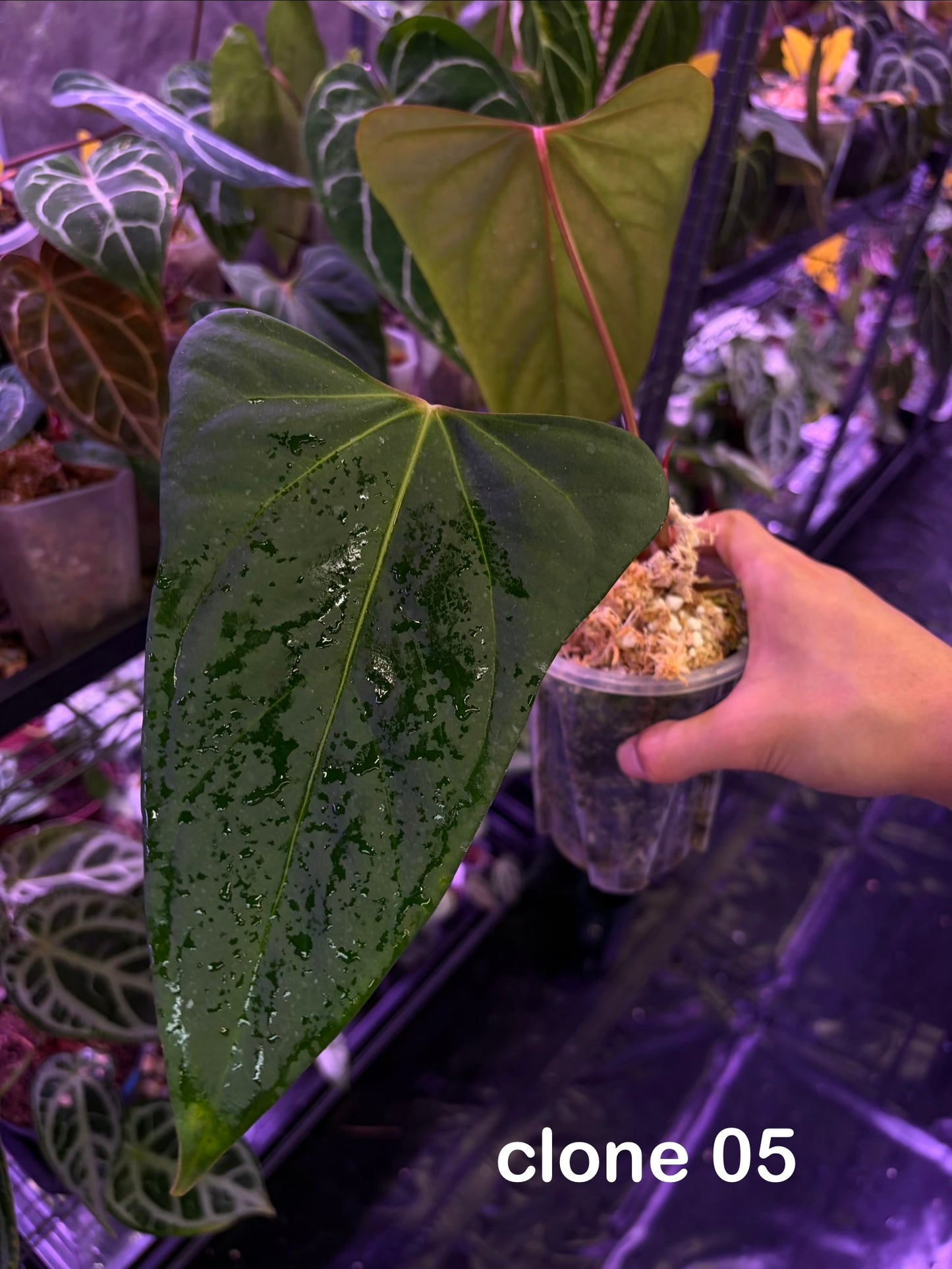 Anthurium ‘Black Sweet’ SF1