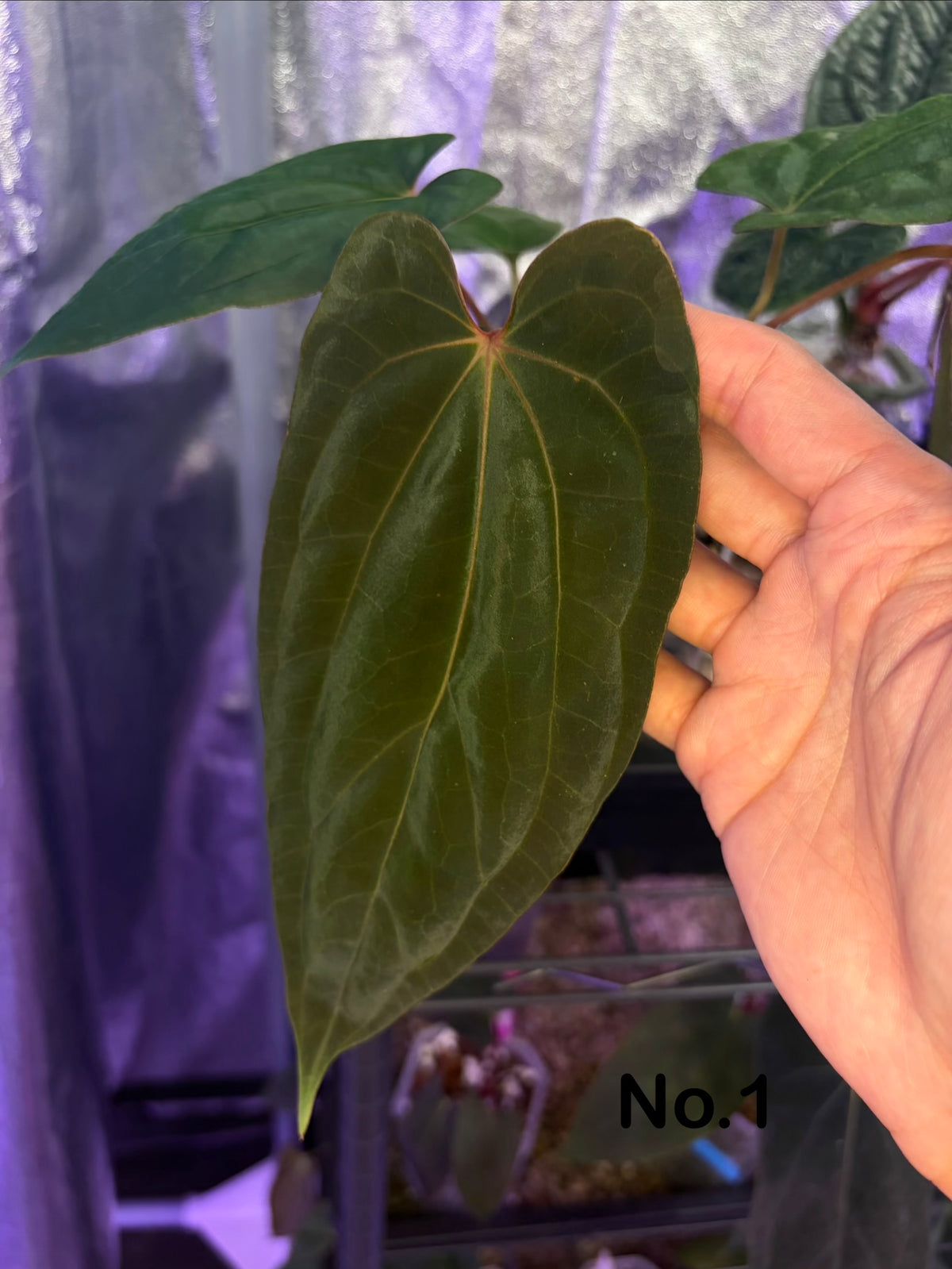 Anthurium (‘Midnight Velvet’ × Papillilaminum) × Antolakii (Tezula)