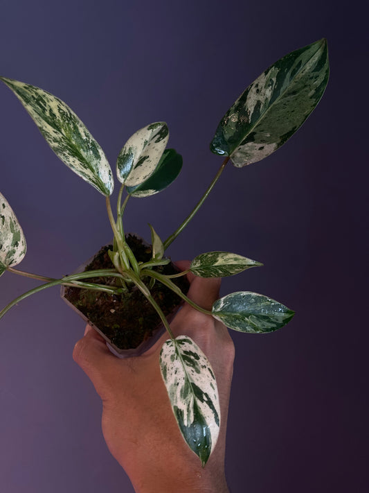 Philodendron Emerald Queen Variegata