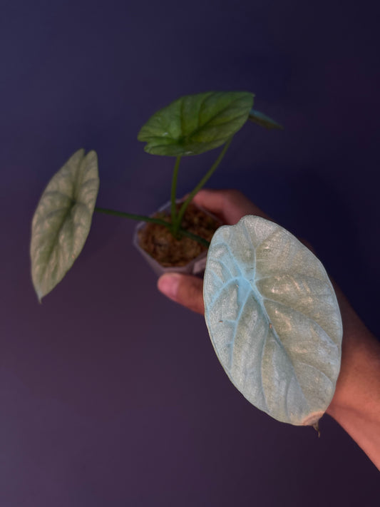 Alocasia Sinuata Mint variegata
