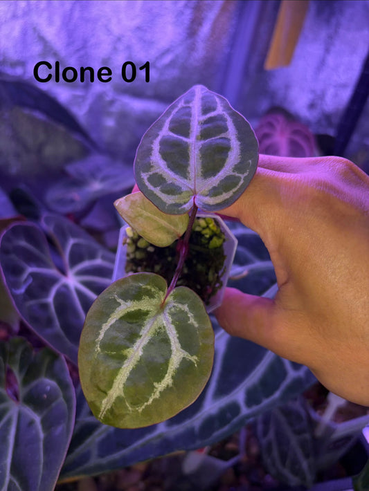 Anthurium SKG ‘Pink lemonade’ × Red crystallinum - clone