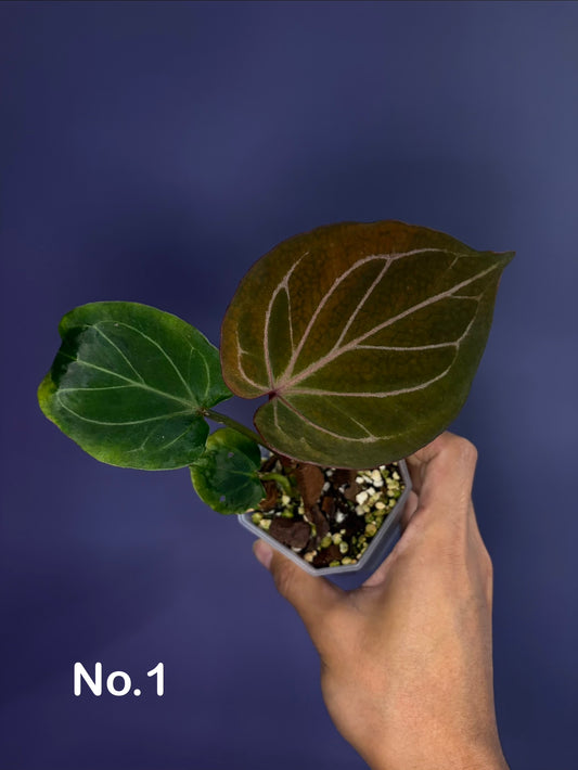 Anthurium King of Spades (KOS) HU