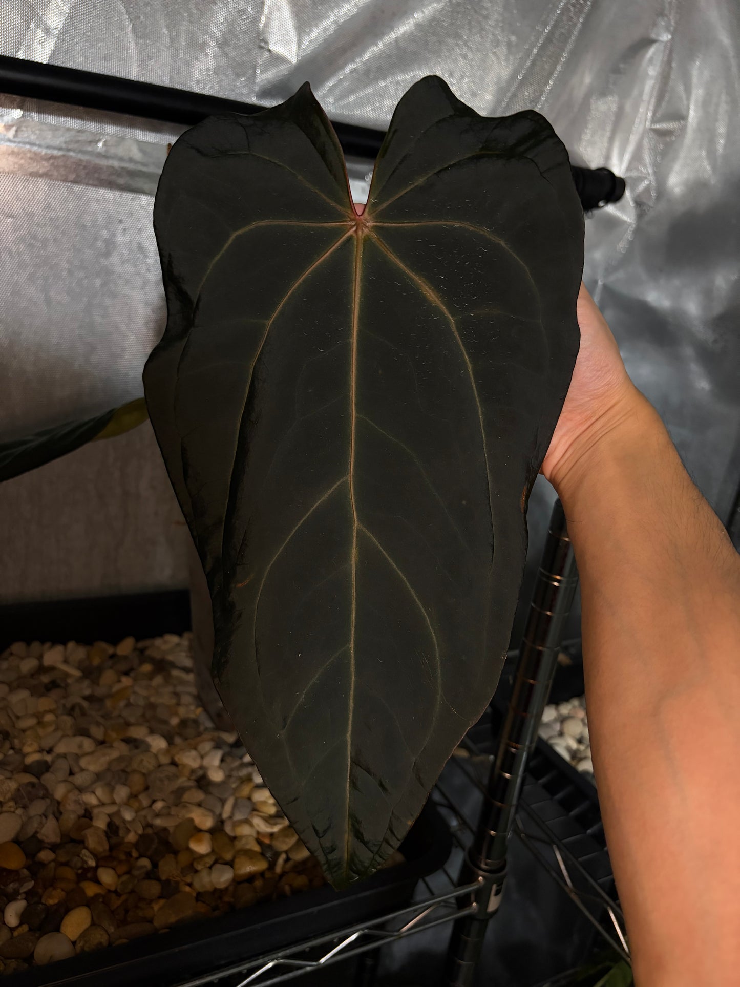 Anthurium Dark & handsome × Red velvet cake #1