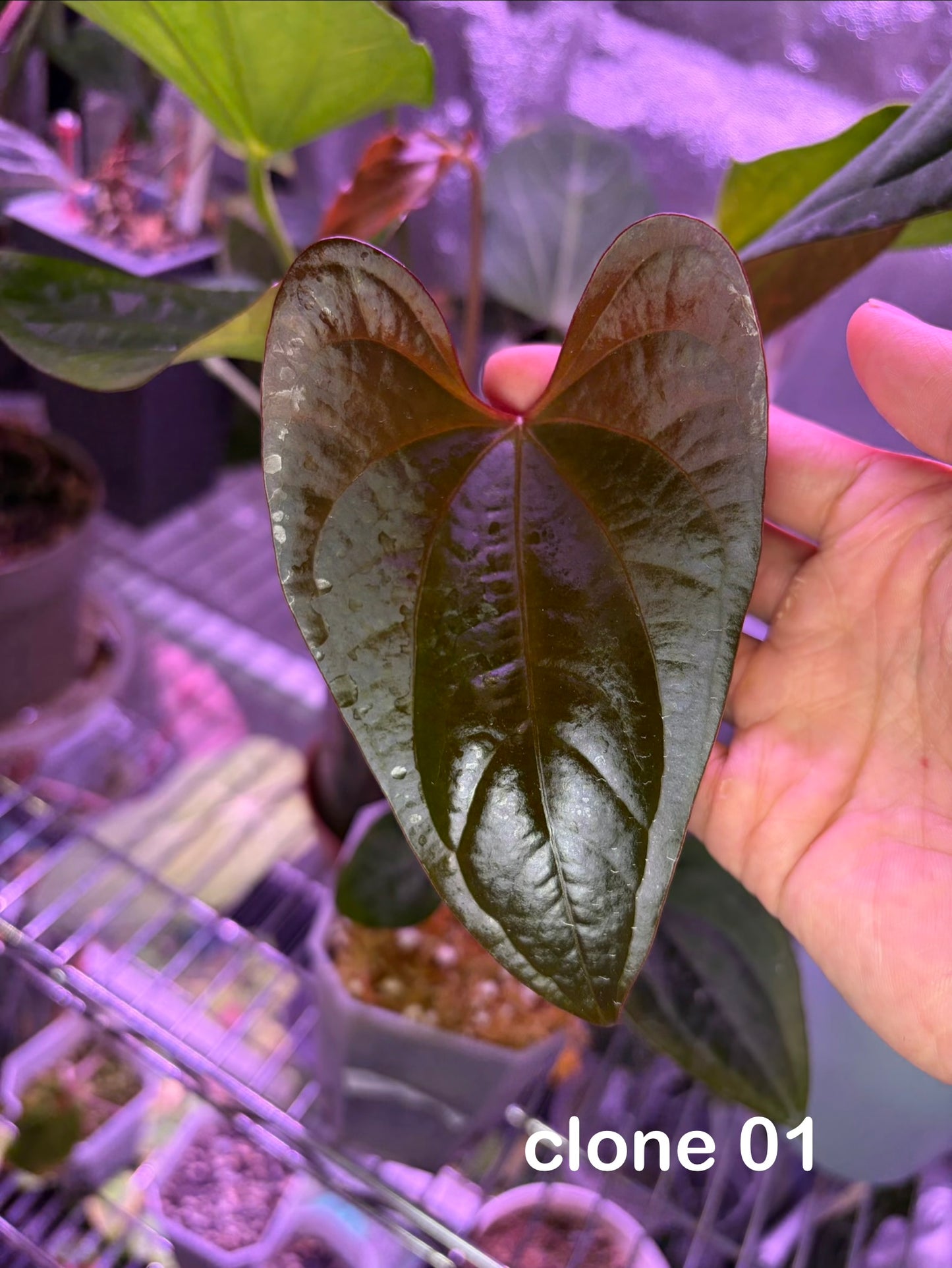 Anthurium Sp Napo × ‘Red Vein Dark Phoenix (RVDP)’