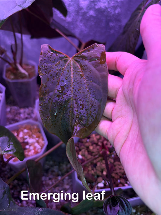 Anthurium papillilaminum ‘Ralph Lynam’ S1 (selected #3)