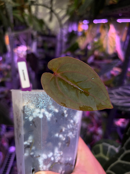 Anthurium hoffmannii ‘Bloodmoon’ - cutting