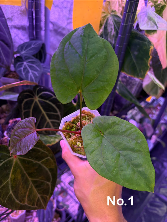 Anthurium ‘Red Vein Dark Phoenix’ × kunayalense
