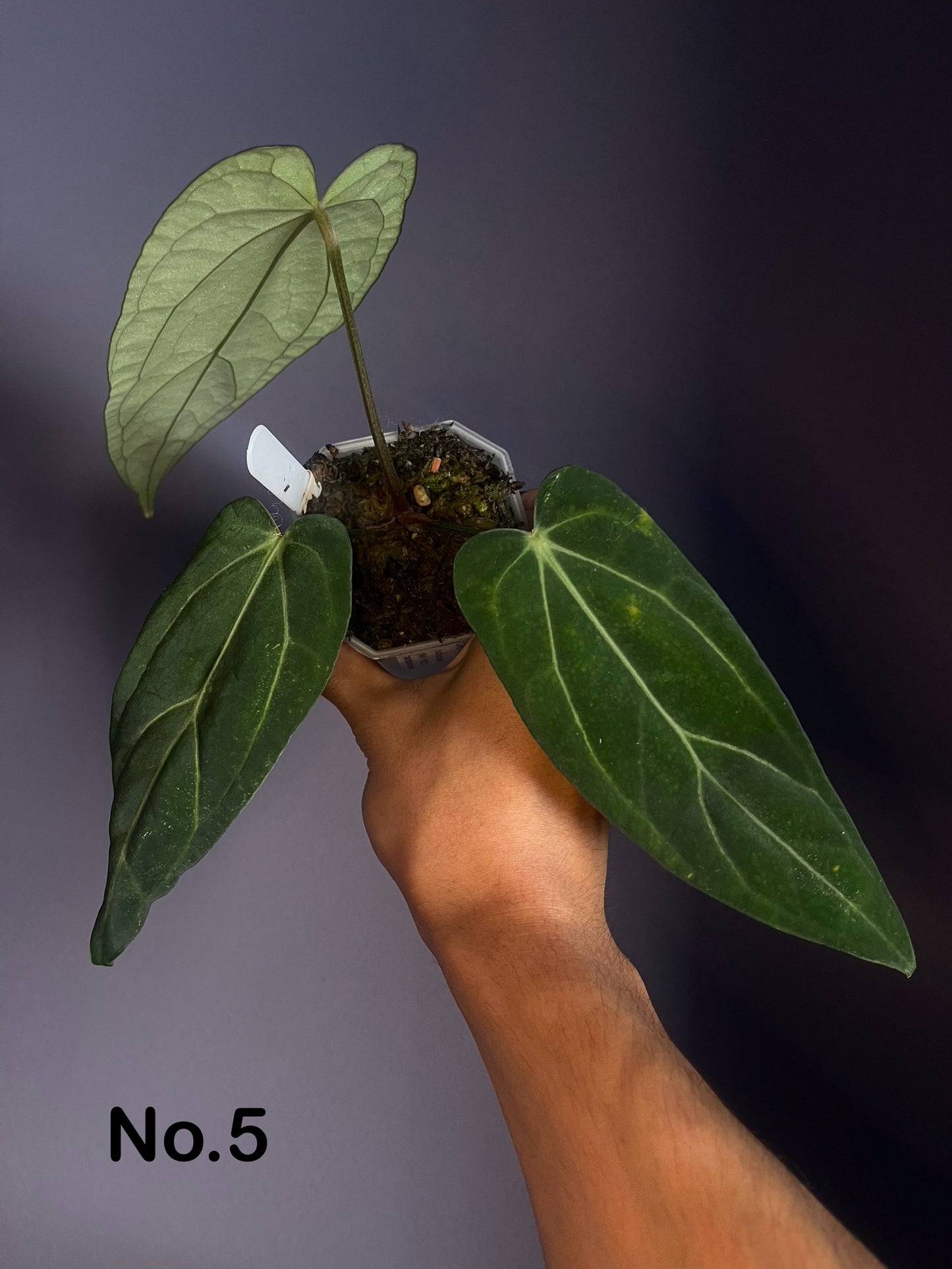 Anthurium ‘(Midnight velvet’ x Red crystallinum) x Carlablackiae