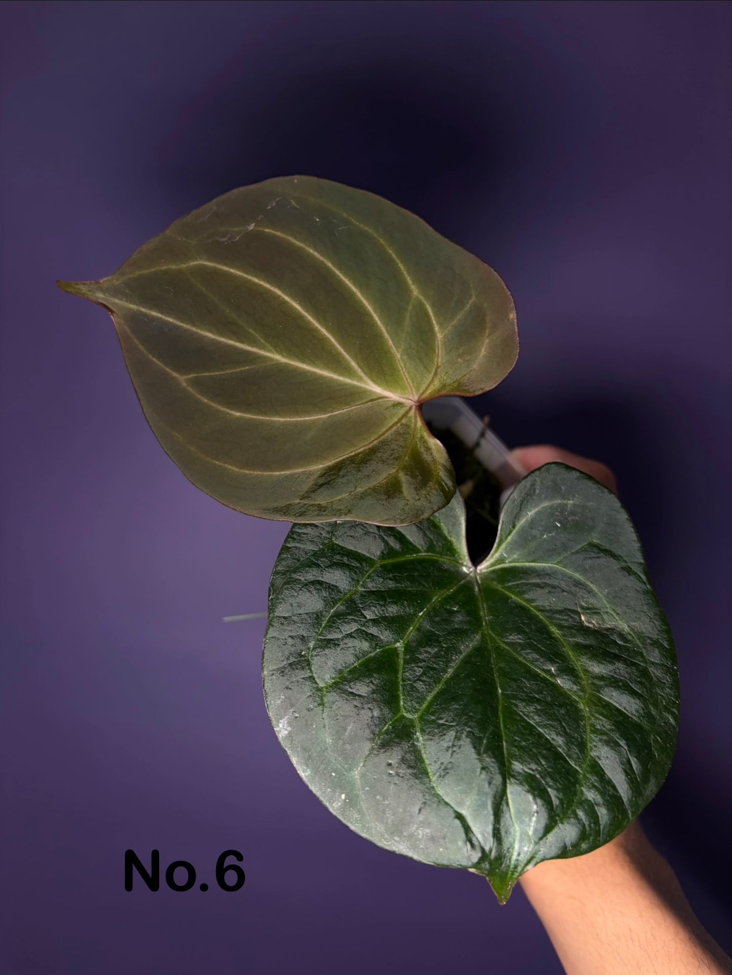 Anthurium King of Spades (KOS) HU