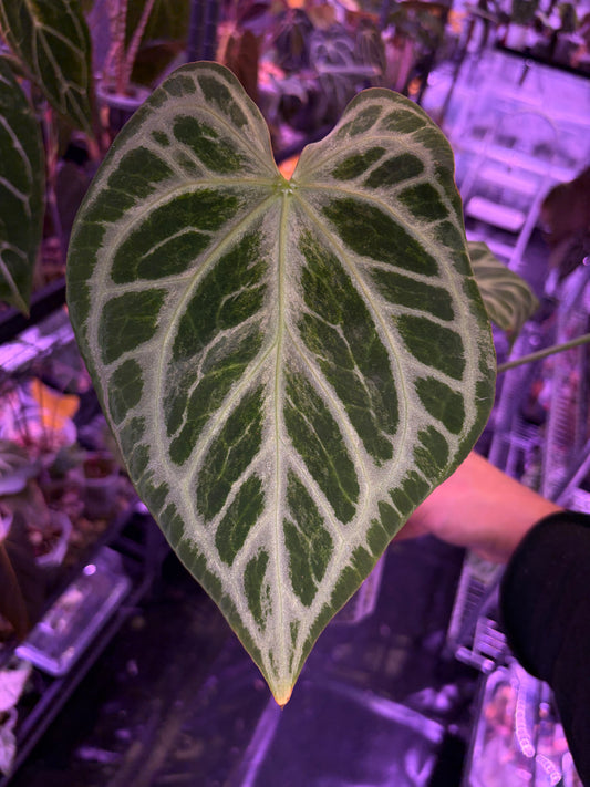 Anthurium Silver blush mint variegata