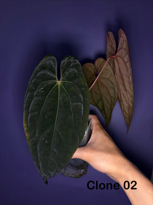 Anthurium Red Vein Dark Phoenix (RVDP) - clone