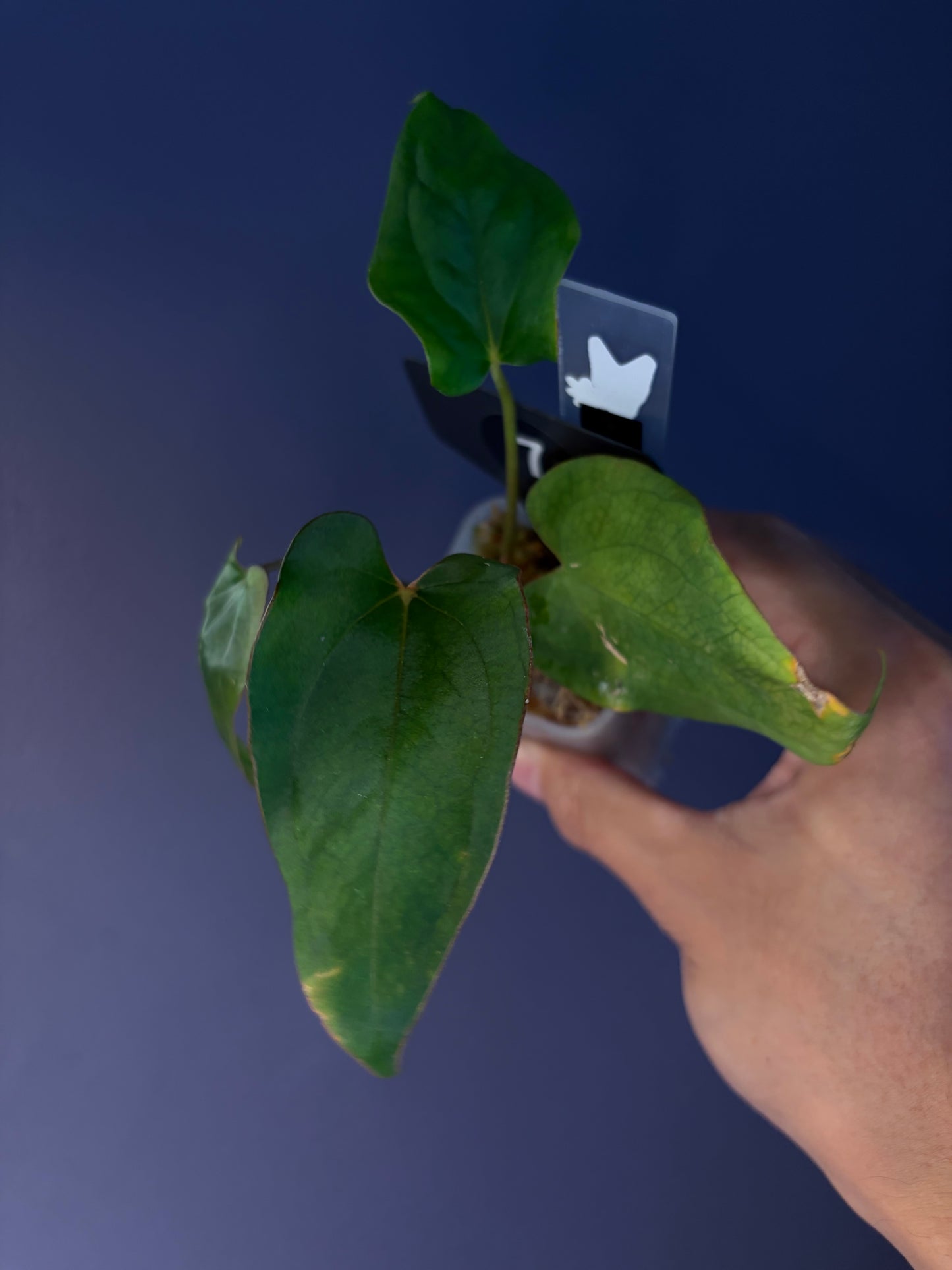 Anthurium Antolakii/BVEP (Round × Felix) × Papi (RL × FS)