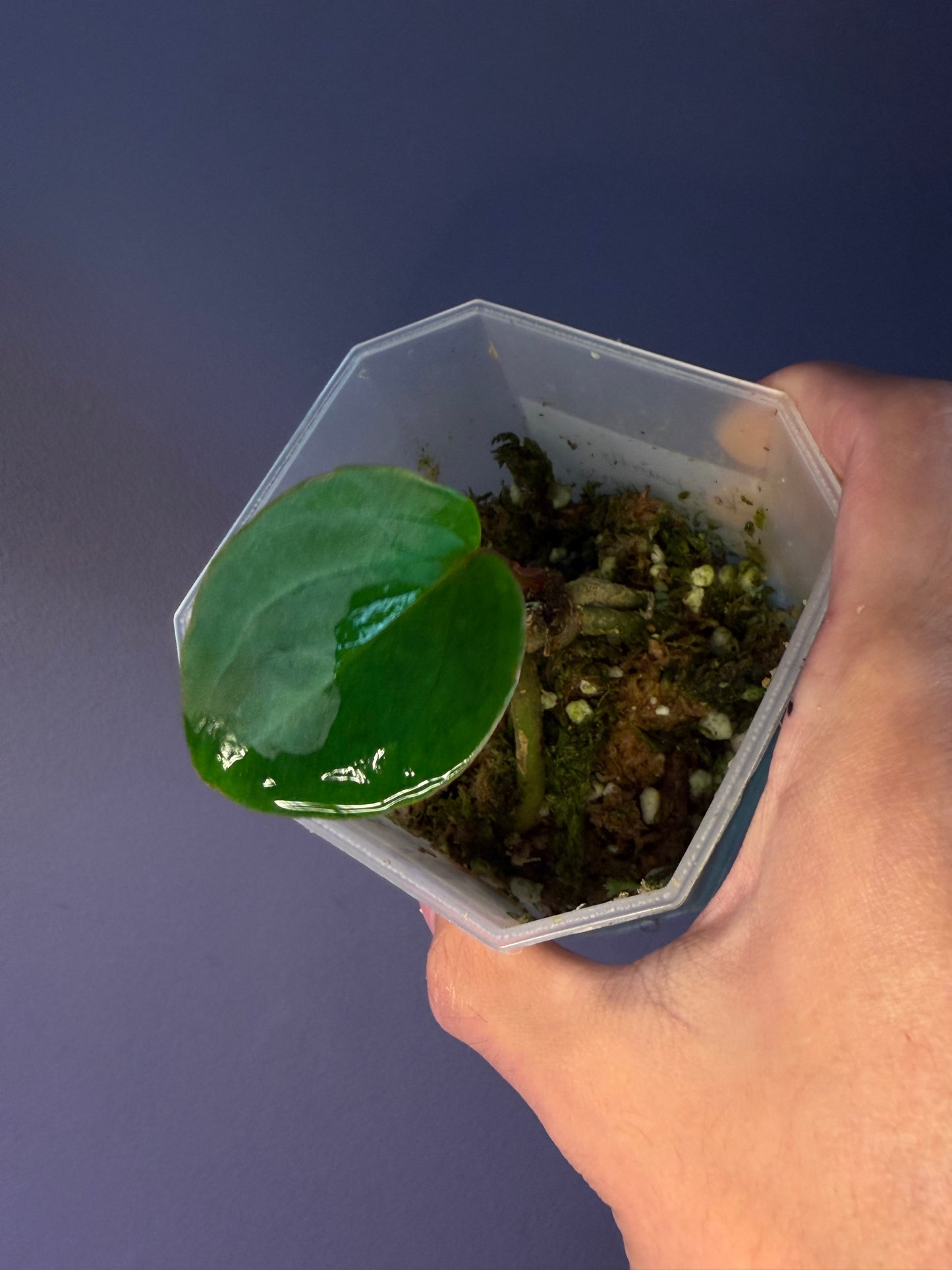 Anthurium King of Spades (HU) 'butterfly’ #1